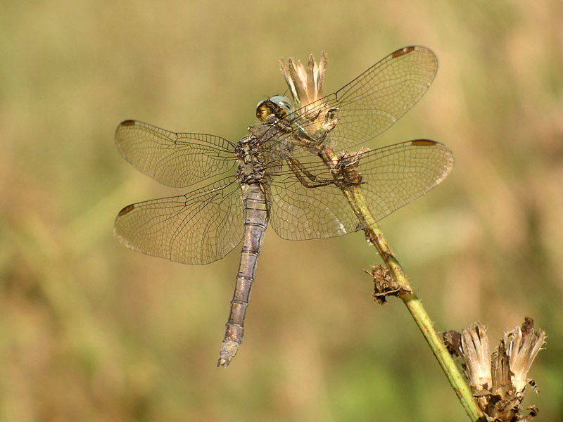 Libellula vorace - Orthetrum coerulescens
